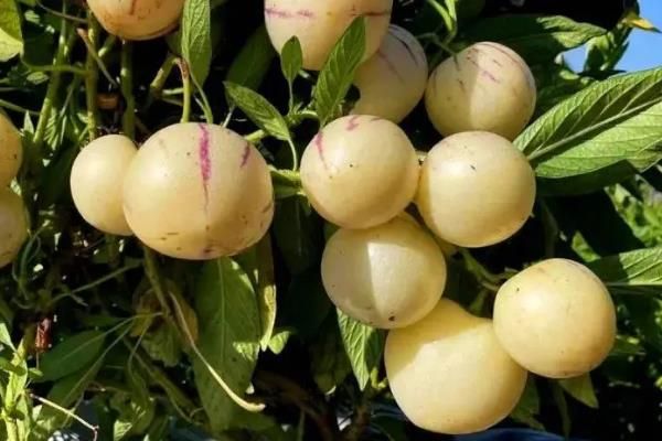 七彩果是不是人参果，一般是指人参果