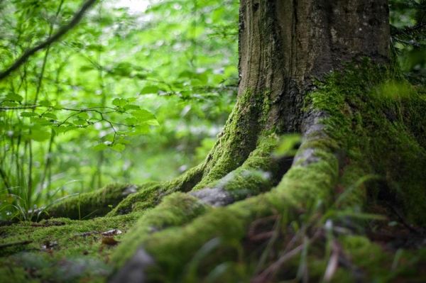 人參果的種植條件、周期及技巧詳解