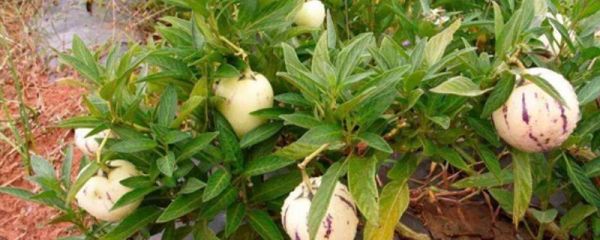 人參果苗幾年結(jié)果，種植的2-3年后才會(huì)結(jié)果