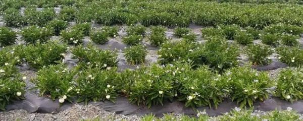 人參果的育苗方法，用溫水浸種3-4小時(shí)、經(jīng)過催芽再進(jìn)行穴播