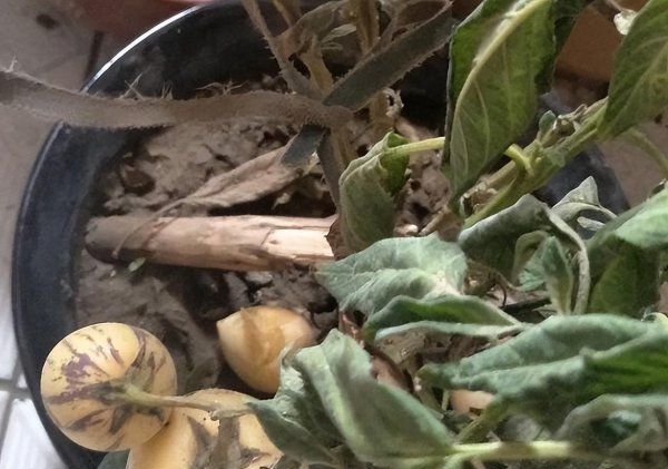 人參果怎么種植