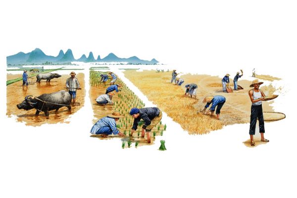 人參果夏天種植技術(shù)-1
