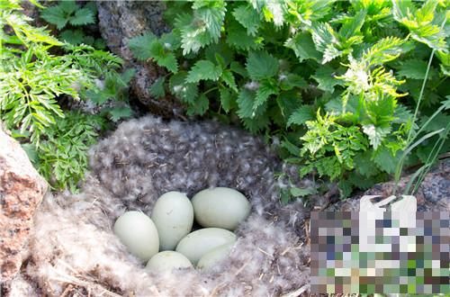 鴨蛋黃豆腐
