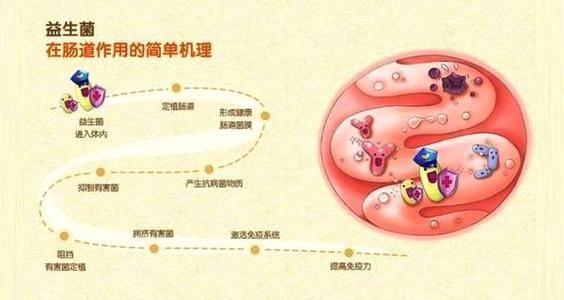 怎樣改善人體腸道菌群多樣性？除了飲食，研究發(fā)現(xiàn)它也非常有益