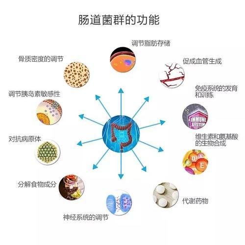 怎樣改善人體腸道菌群多樣性？除了飲食，研究發(fā)現(xiàn)它也非常有益