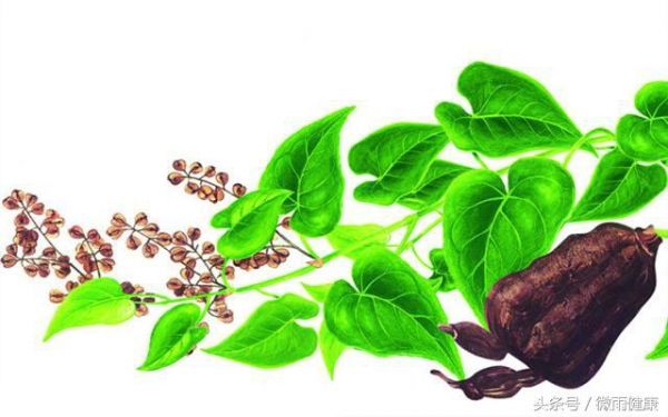 10種健康養(yǎng)生茶，很多老中醫(yī)都在偷著喝