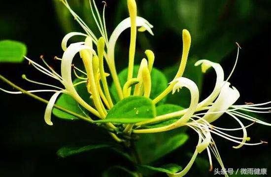 10種健康養(yǎng)生茶，很多老中醫(yī)都在偷著喝