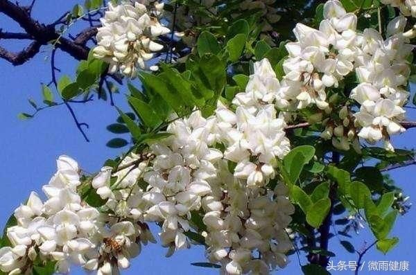 10種健康養(yǎng)生茶，很多老中醫(yī)都在偷著喝