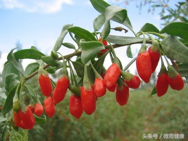 10種健康養(yǎng)生茶，很多老中醫(yī)都在偷著喝
