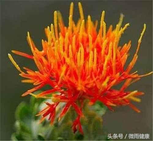 10種健康養(yǎng)生茶，很多老中醫(yī)都在偷著喝
