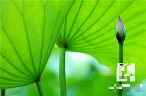 荷葉怎么泡茶好呢？