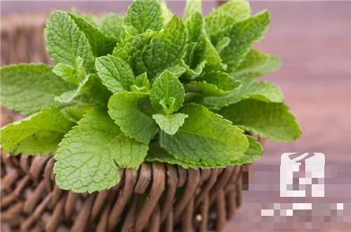 荷葉怎么泡茶好呢？