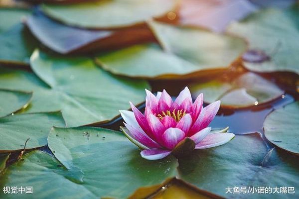 荷葉茶的正確沖泡方法，喝對了很快瘦