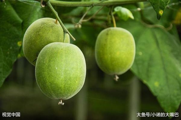 荷葉茶的正確沖泡方法，喝對了很快瘦