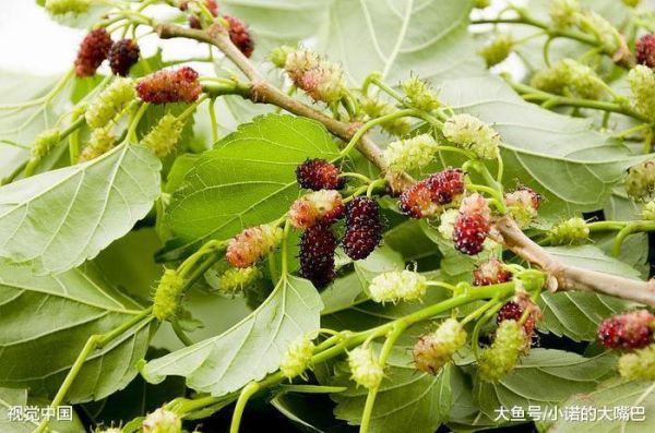 荷葉茶的正確沖泡方法，喝對了很快瘦