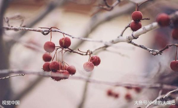 荷葉茶的正確沖泡方法，喝對了很快瘦