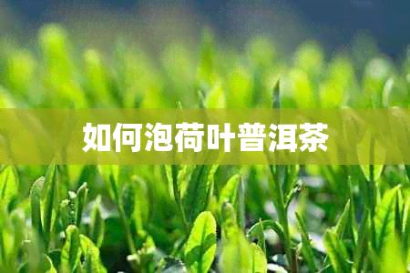 如何泡荷叶普洱茶