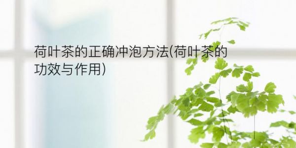 荷葉茶的正確沖泡方法(荷葉茶的功效與作用)