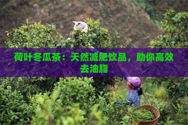 荷葉冬瓜茶：天然減肥飲品，助你高效去油脂