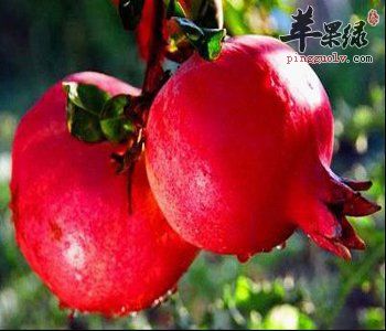 石榴的功效與作用 能補(bǔ)血養(yǎng)氣美容養(yǎng)顏