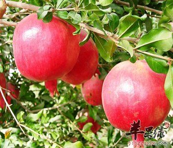 石榴的功效與作用 能補(bǔ)血養(yǎng)氣美容養(yǎng)顏