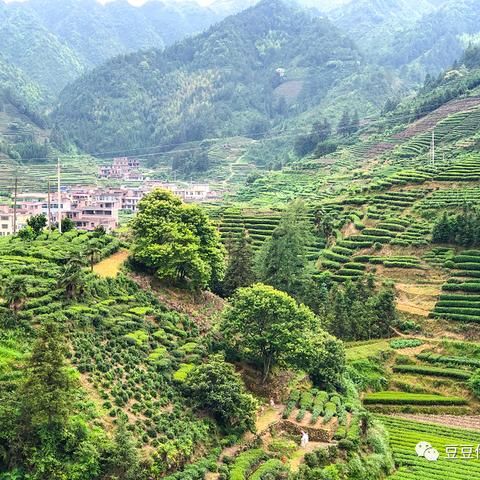 茶香四溢，輕盈如風(fēng)—美容減肥茶葉品牌包裝解析