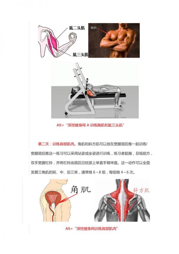初级健身者增肌方案.doc_第2页