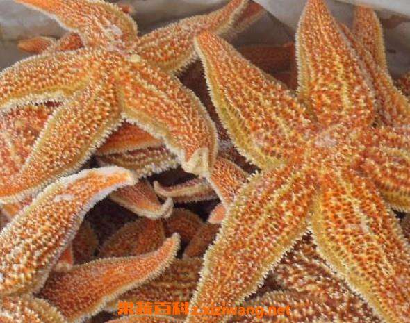 干海星怎么煲湯 干海星放什么一起煲湯