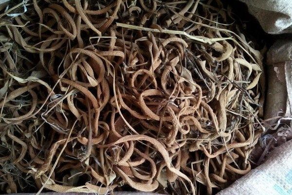 董氏针灸木火穴：揭秘传统中医的独特疗法