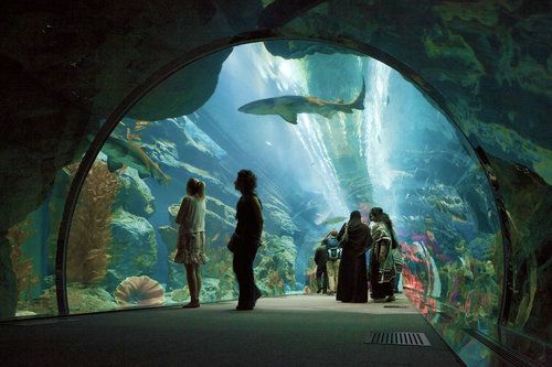 别以为海洋馆，水族馆或者动物园这些只是小孩子才会喜欢去的地方。把约会安排在这会让这场约会变的妙趣横生，自在悠闲。当你跟你的女伴在水族馆里慢慢踱步，欣赏着水里游来游去的各种可爱的海洋生物时，这一定会让她心情愉悦，放松，能为你创造不少了解她的机会。这样的约会是会收获很多的。