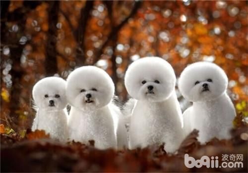 比熊犬的品種簡介