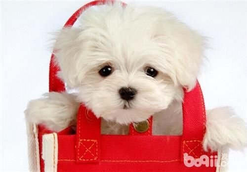 比熊犬的性格特點(diǎn)