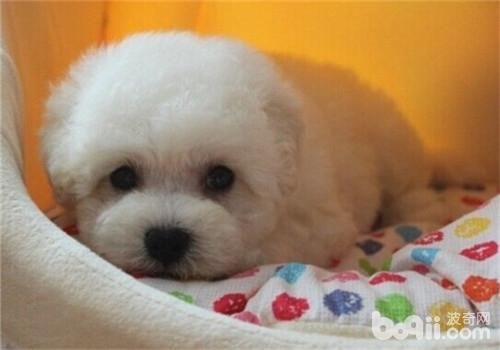 比熊犬的形態(tài)特征