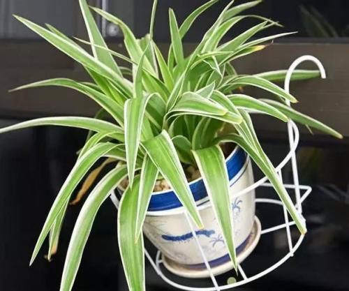 4种爱吸油烟的植物，厨房油烟越多长得越旺
