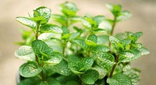 4种爱吸油烟的植物，厨房油烟越多长得越旺