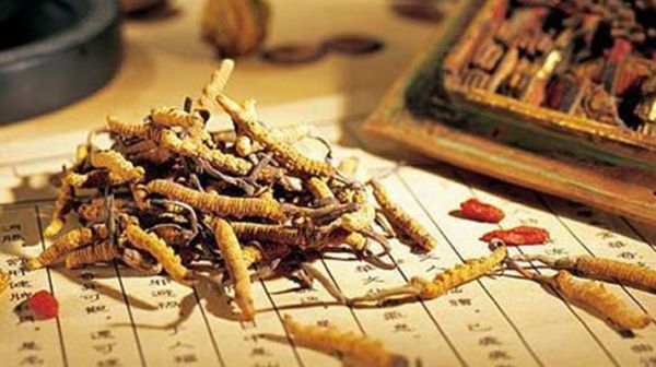 老人可以喝冬虫夏草汤吗？科学分析与饮用指南