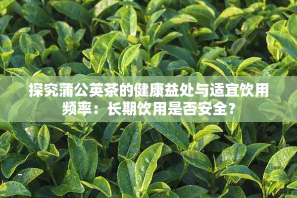 探究蒲公英茶的健康益处与适宜饮用频率：长期饮用是否安全？