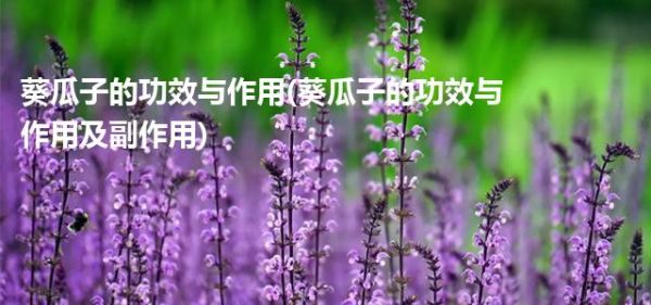 葵瓜子的功效與作用(葵瓜子的功效與作用及副作用)