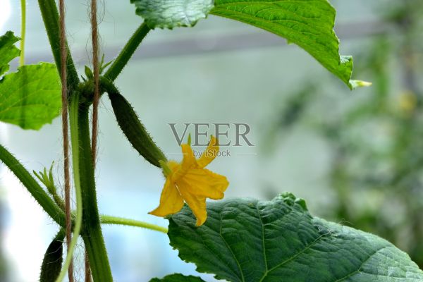 一根有黃色花的樹枝上的綠色小黃瓜照片攝影圖片