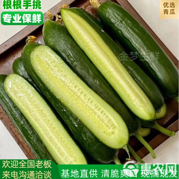 精选山东水果黄瓜，基地直供现摘现发对接各电商平台市场