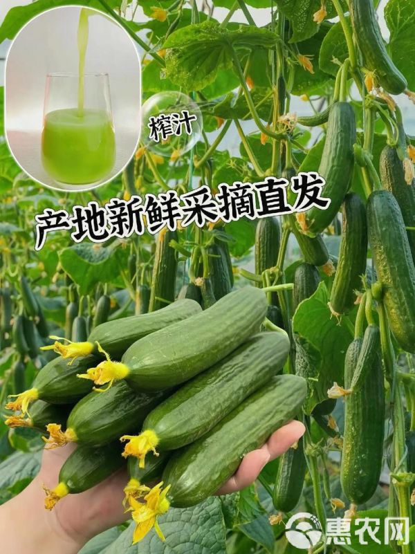 精选山东水果黄瓜，基地直供现摘现发对接各电商平台市场