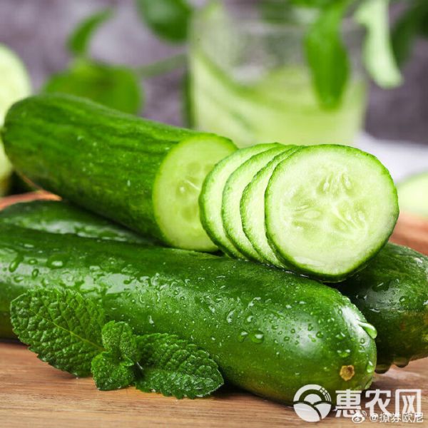 精选山东水果黄瓜，基地直供现摘现发对接各电商平台市场