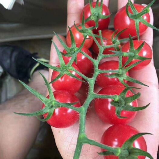 千禧西紅柿 精品