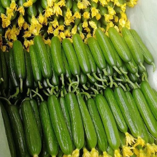 壽光水果小黃瓜 荷蘭小青瓜