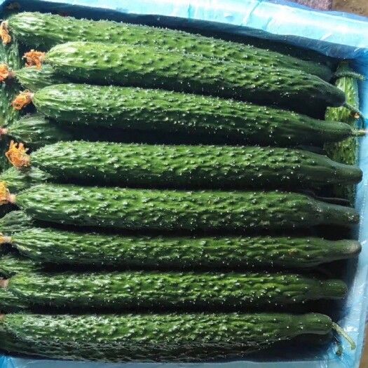 黃瓜油量黃瓜