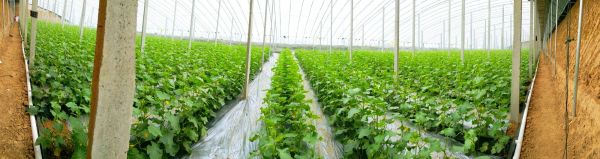 津优35号黄瓜种植基地航拍图