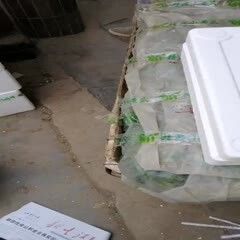 口感非常好的小黃瓜