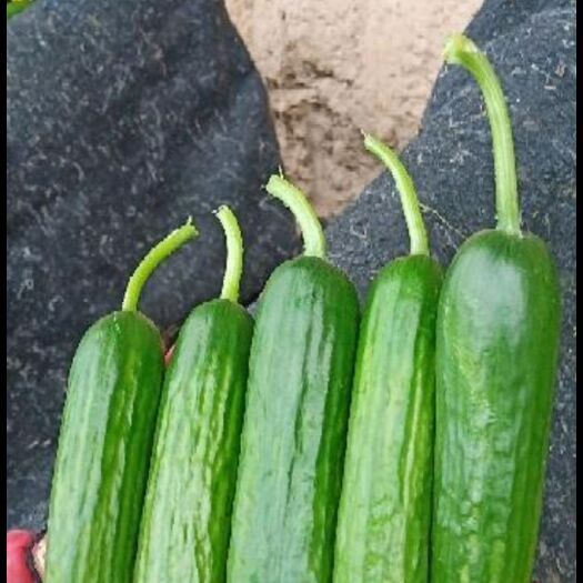 新鮮水果黃瓜有貨