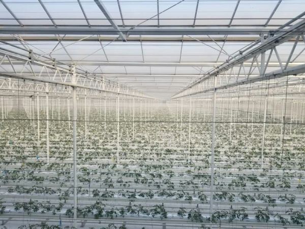 荷兰小黄瓜温室种植图