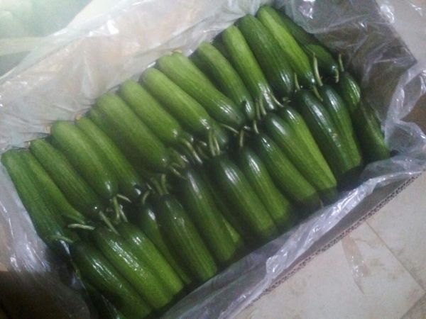 荷兰小黄瓜包装与销售图
